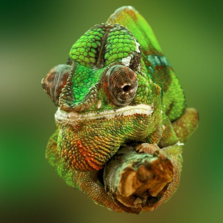 CONFESSIONS OF A RECOVERING CHAMELEON We all learn to people please on some level. I’ve learne