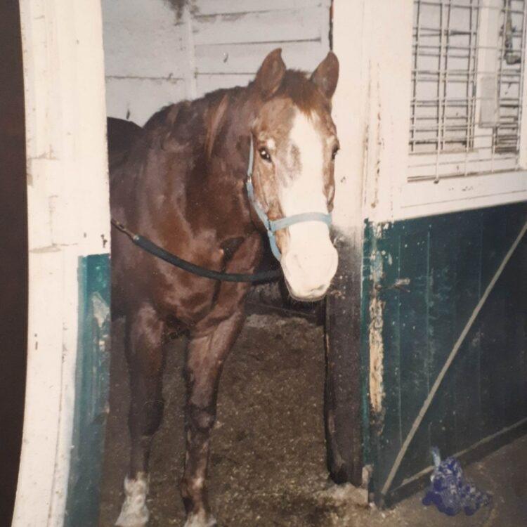 “You Are A Sister Of Horses” was told to me in a dream 10 years before my first rescue h